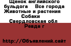 Щенок английского бульдога  - Все города Животные и растения » Собаки   . Свердловская обл.,Ревда г.